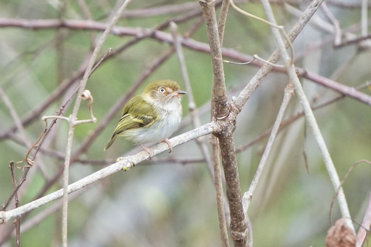 Pale-eyed Pygmy-Tyrant - ML614522822