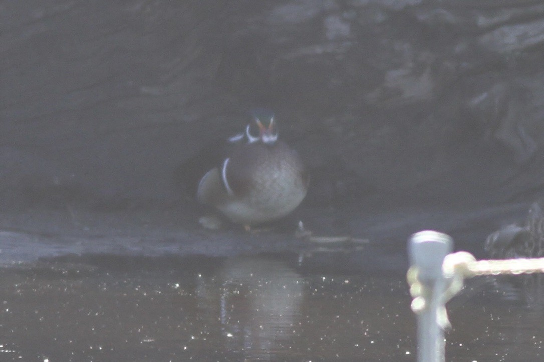 Wood Duck - ML614522845