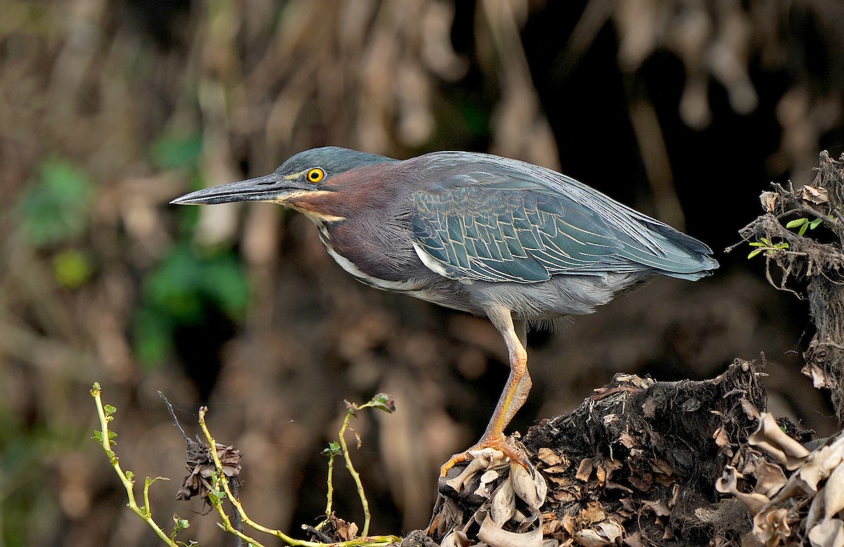 Green Heron - ML614522867