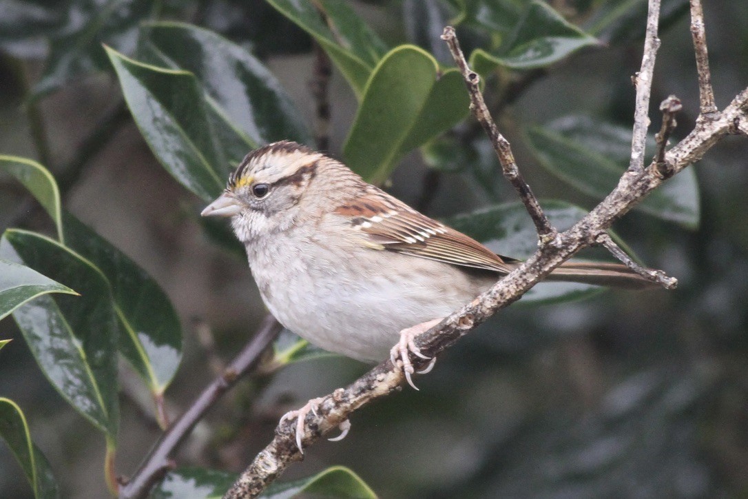 White-throated Sparrow - ML614522885