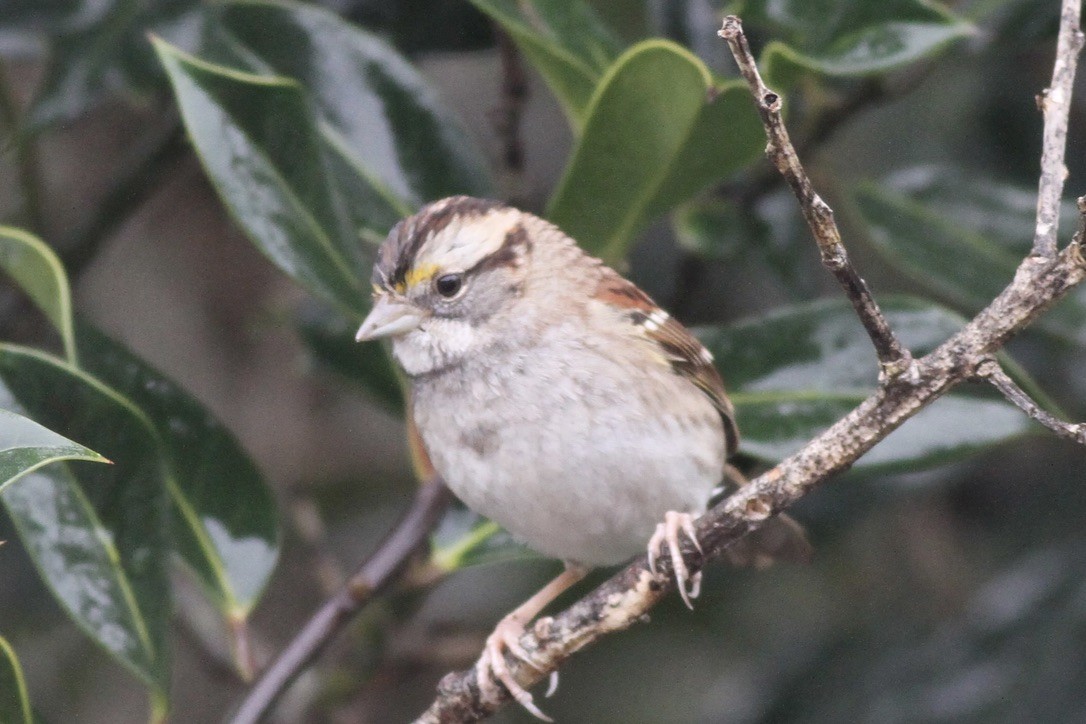 White-throated Sparrow - ML614522907