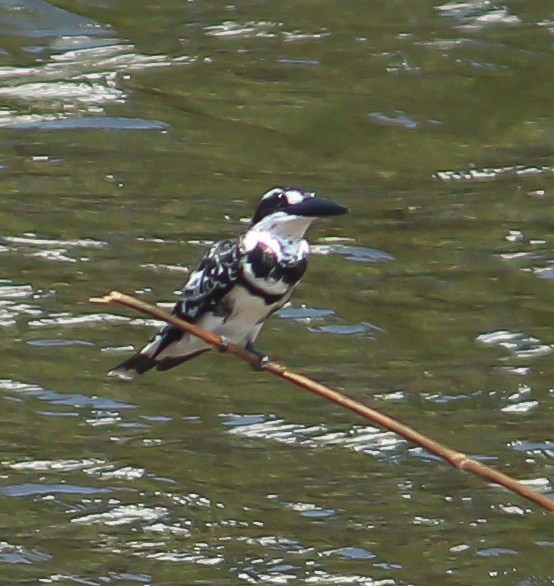 Pied Kingfisher - ML614522920