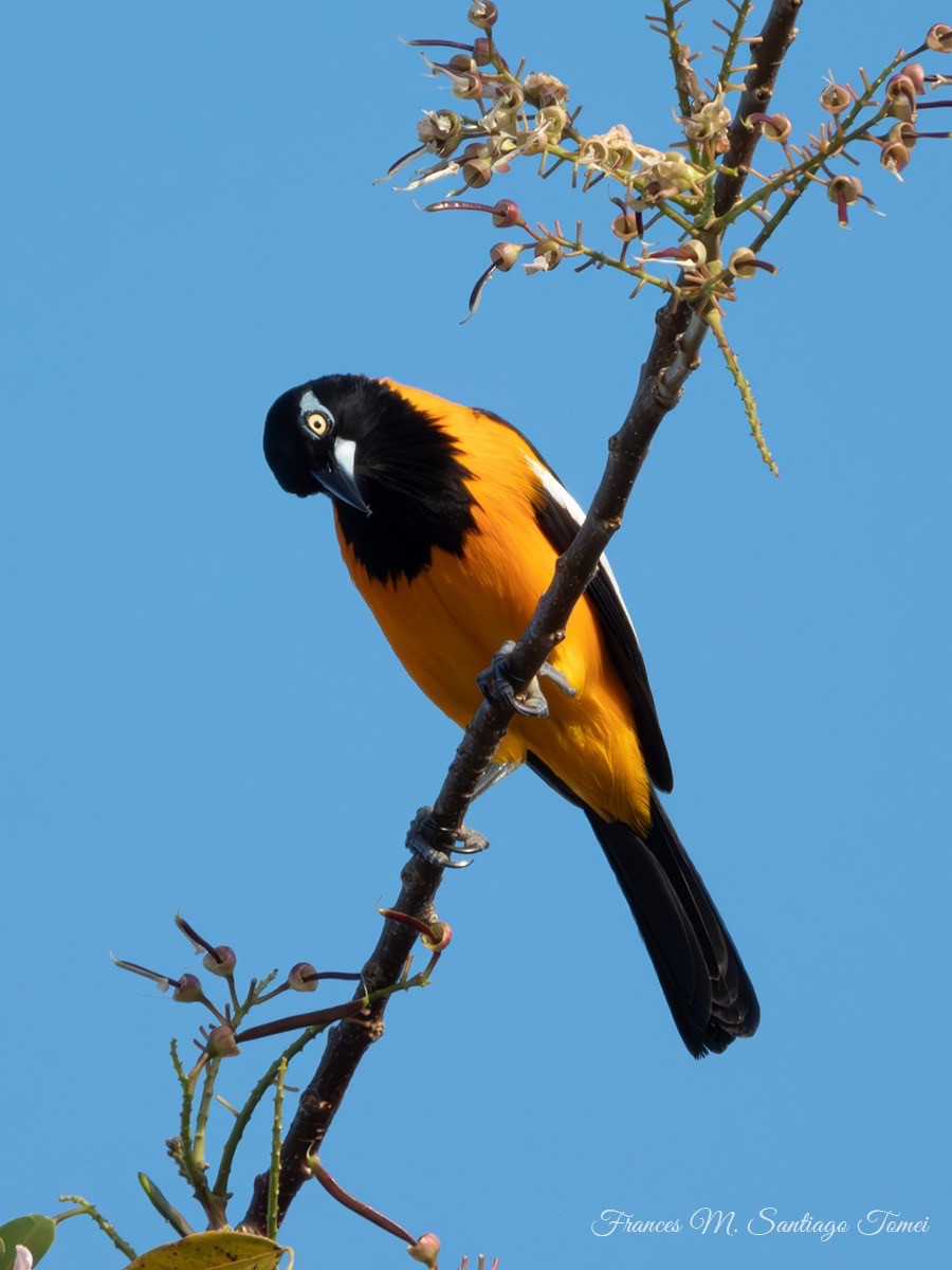 Oriole troupiale - ML614522986