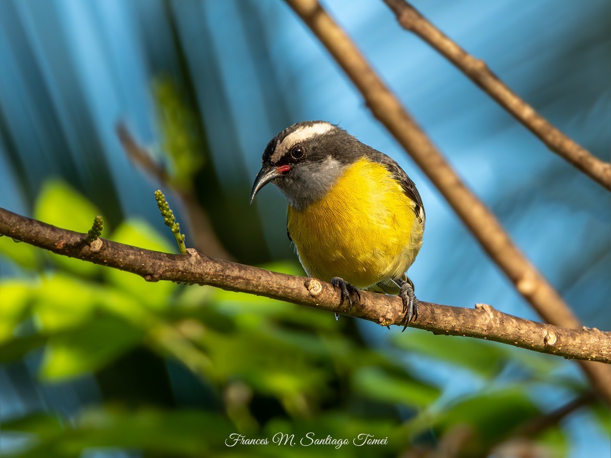 Zuckervogel [portoricensis-Gruppe] - ML614522998