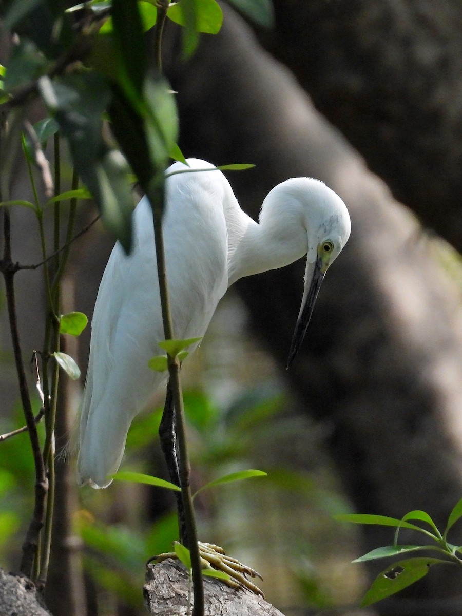 Little Egret - ML614523012