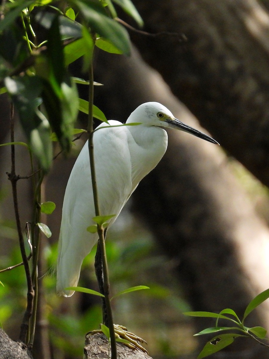 Little Egret - Kamil Cihak