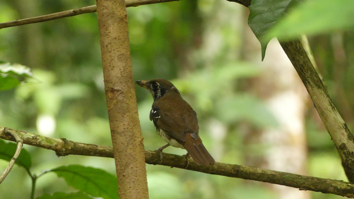 Spot-winged Thrush - Gabriel  Couroussé