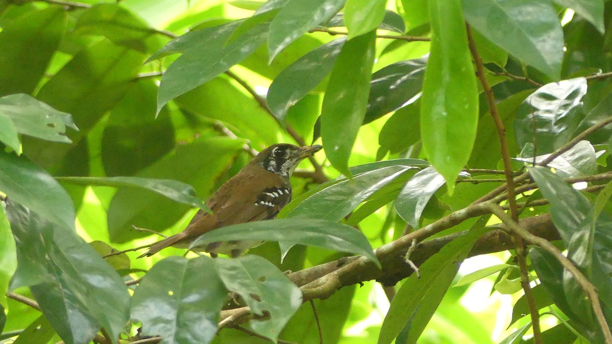 Spot-winged Thrush - Gabriel  Couroussé