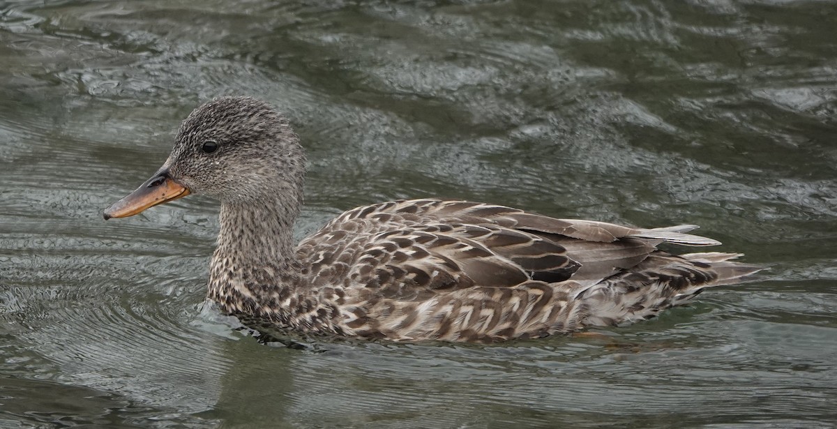 Gadwall - ML614523040