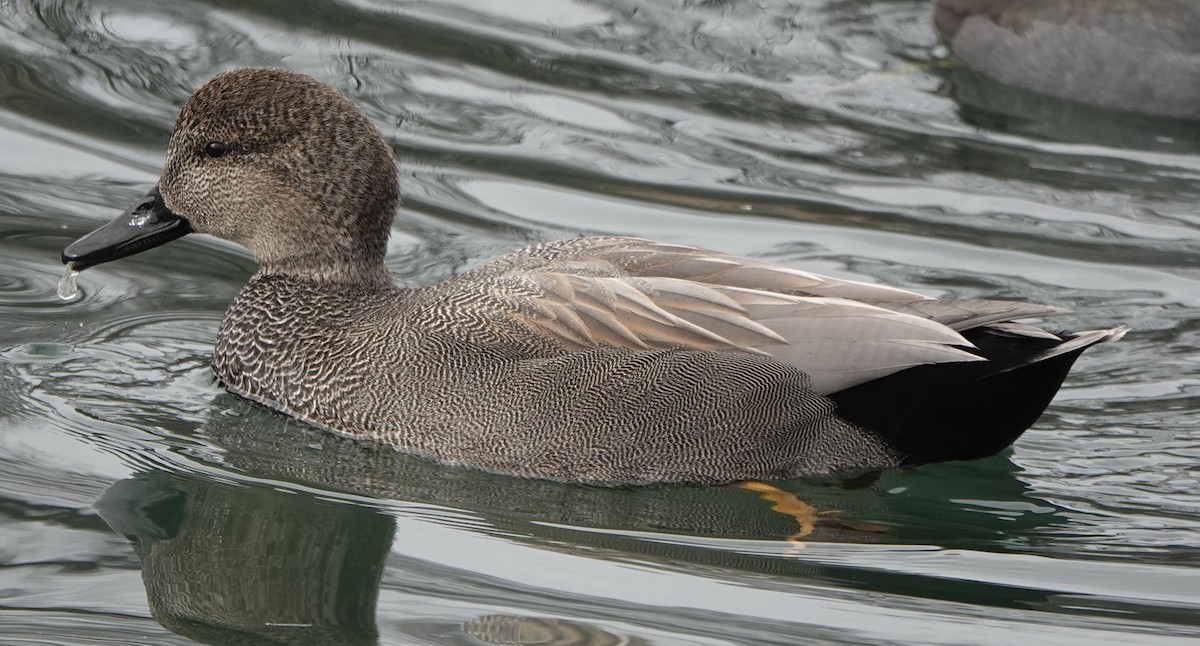 Gadwall - ML614523041