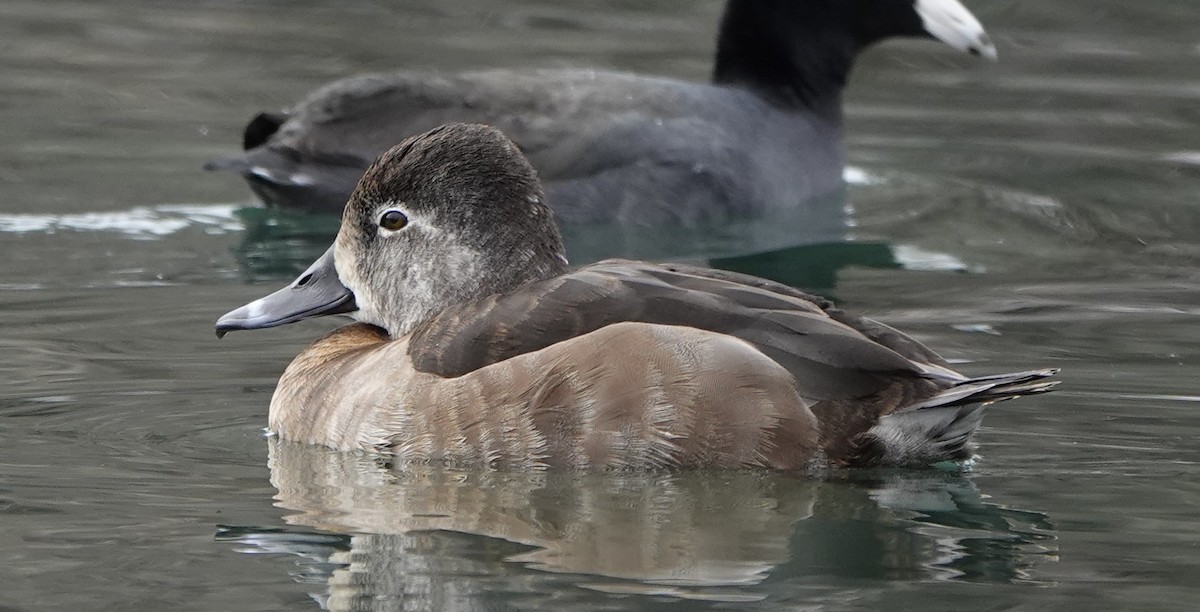 Ring-necked Duck - ML614523071