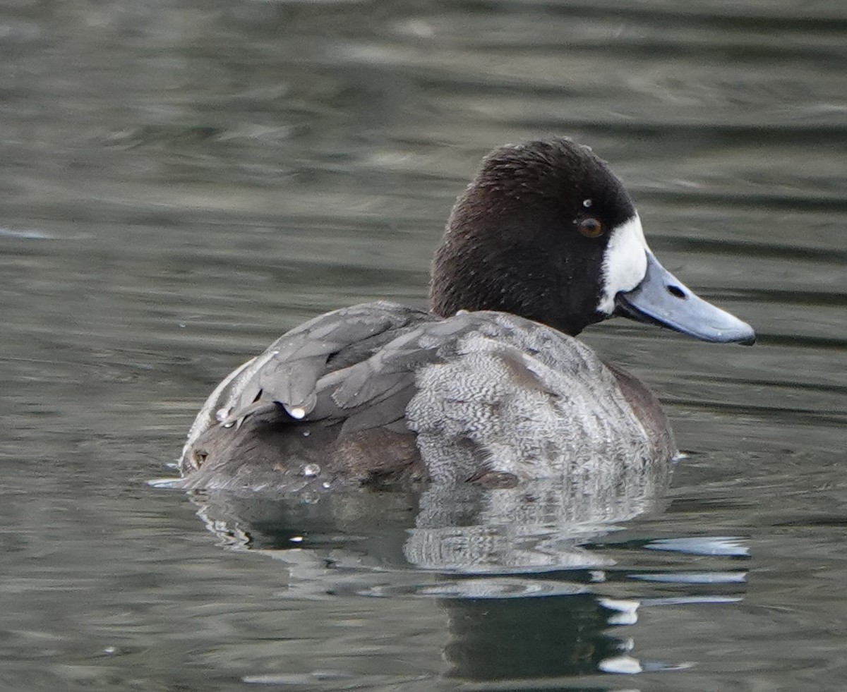 Lesser Scaup - ML614523079