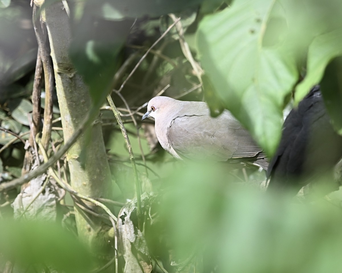 White-tipped Dove (decolor) - ML614523086