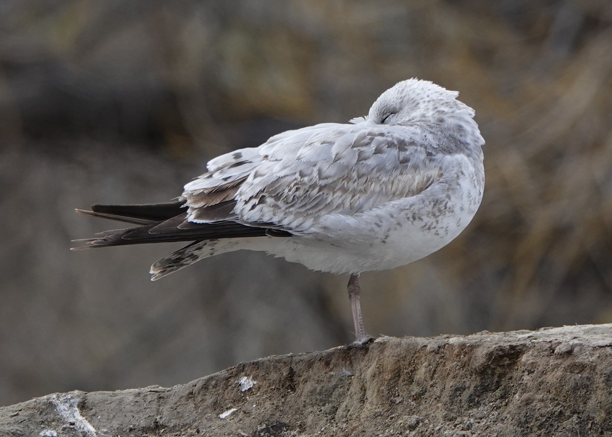 Ring-billed Gull - ML614523102