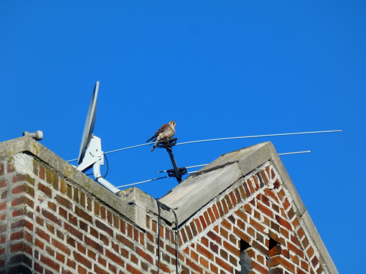 American Kestrel - ML614523156