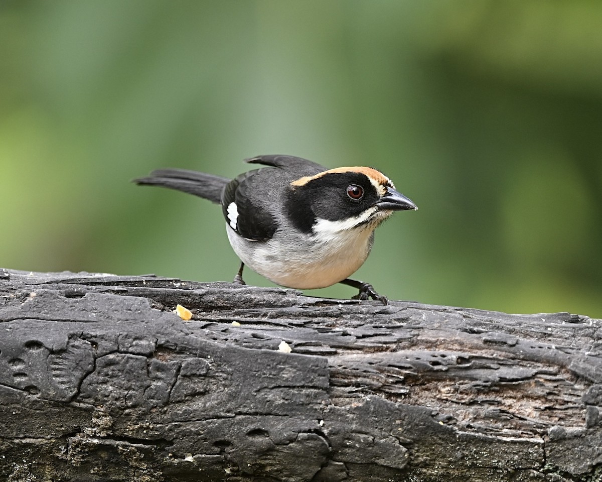 White-winged Brushfinch (White-winged) - Joe Wujcik