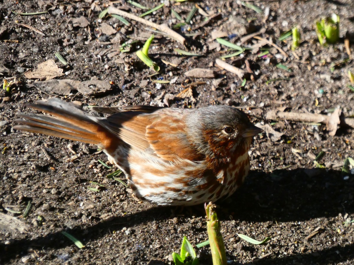 Fox Sparrow - ML614523173