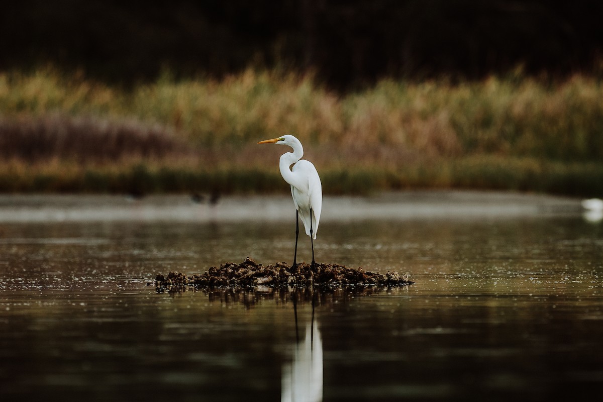 Great Egret - Renato David Rojas Cánova