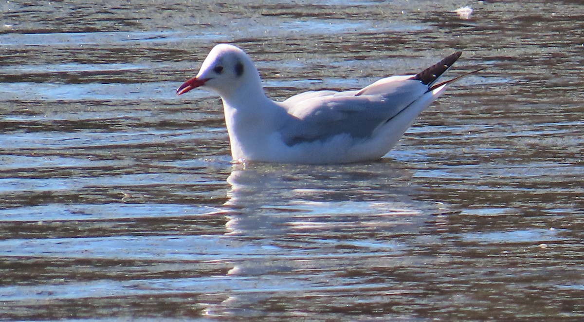 Black-headed Gull - ML614523212