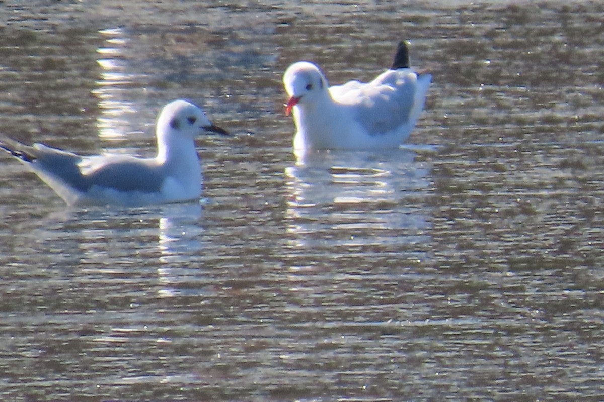 Black-headed Gull - Kathy Criddle