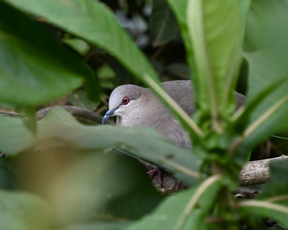 White-tipped Dove (decolor) - ML614523220