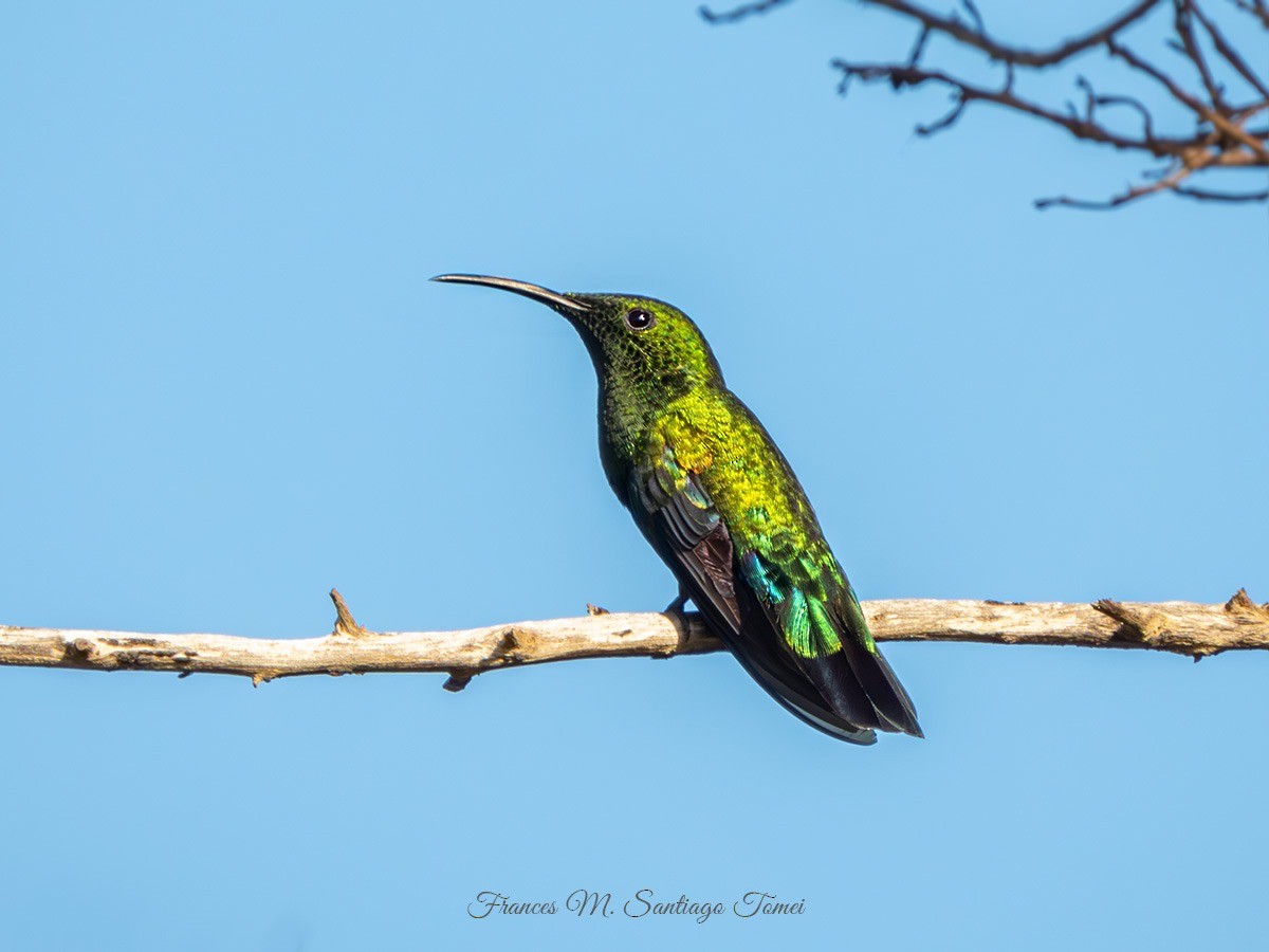 Blaustern-Antillenkolibri - ML614523288