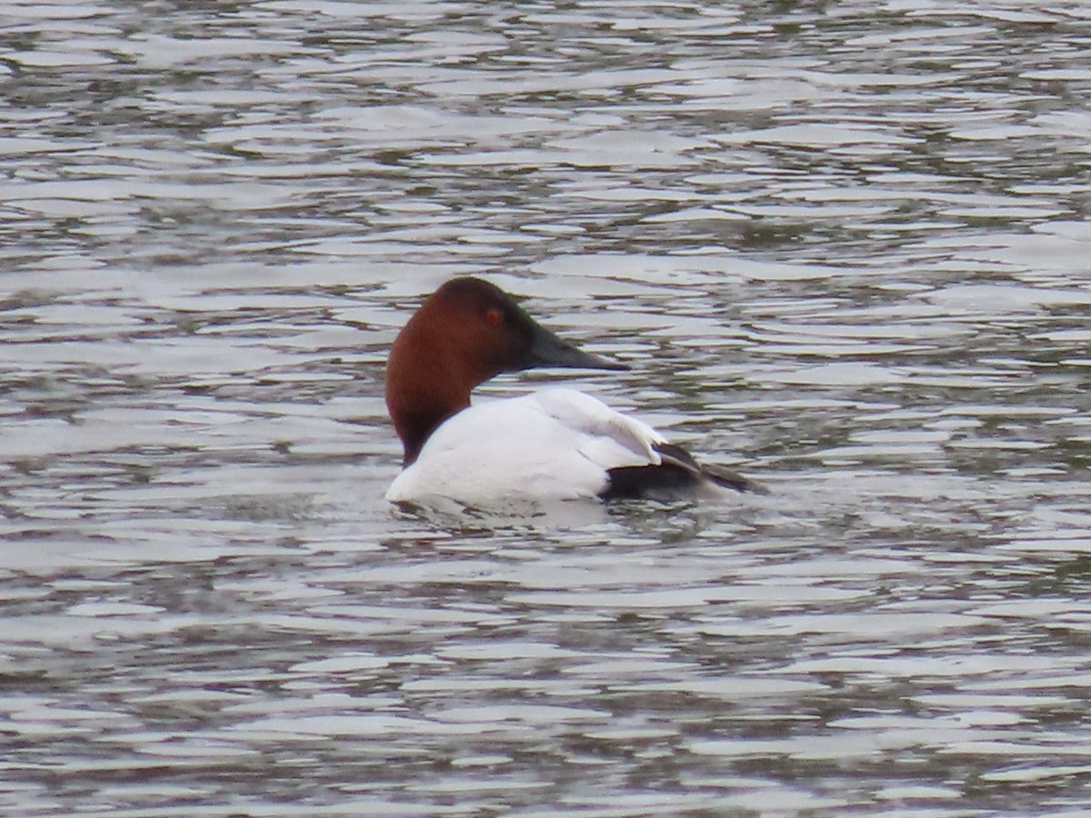 Canvasback - ML614523357