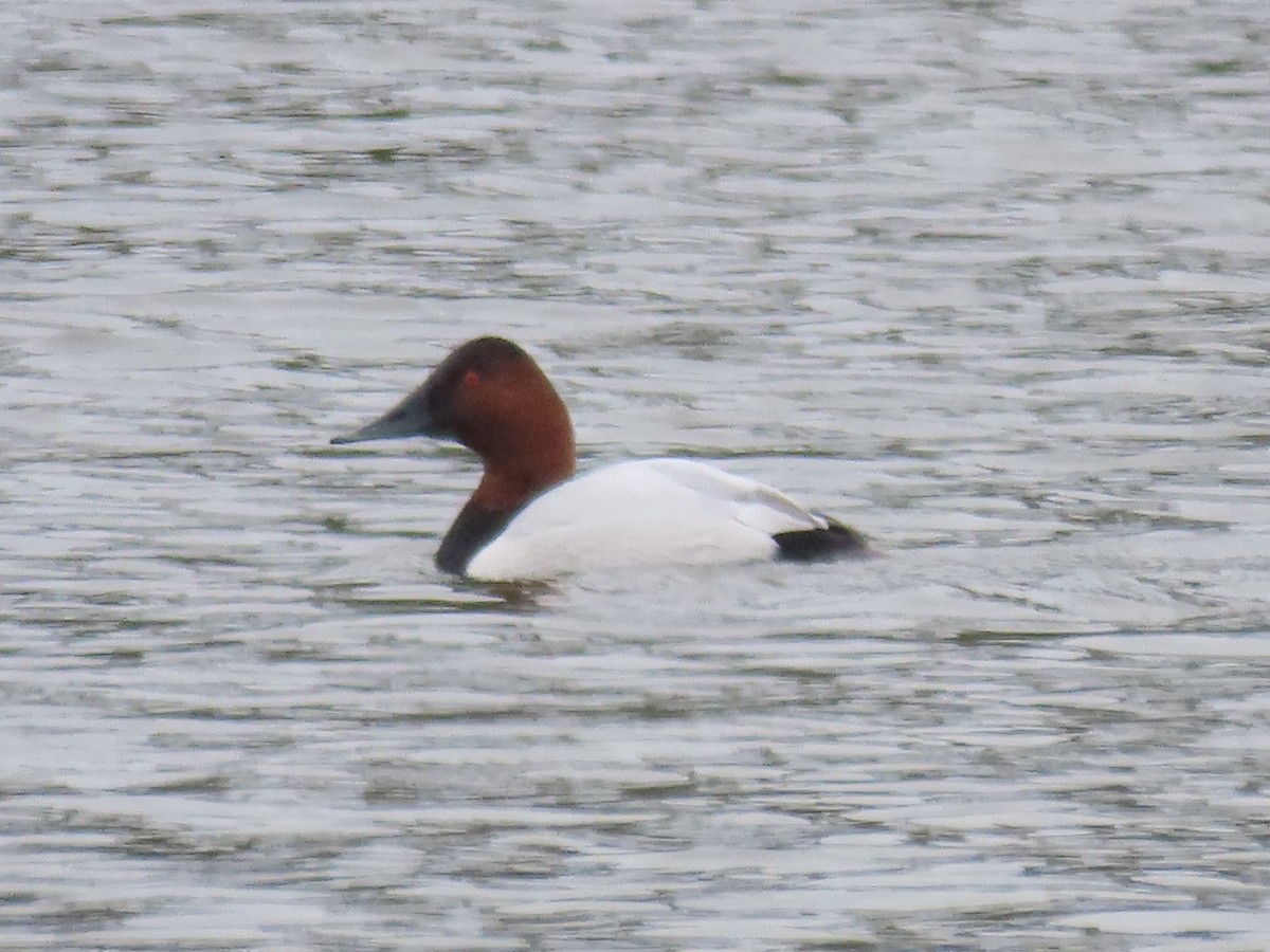 Canvasback - ML614523360