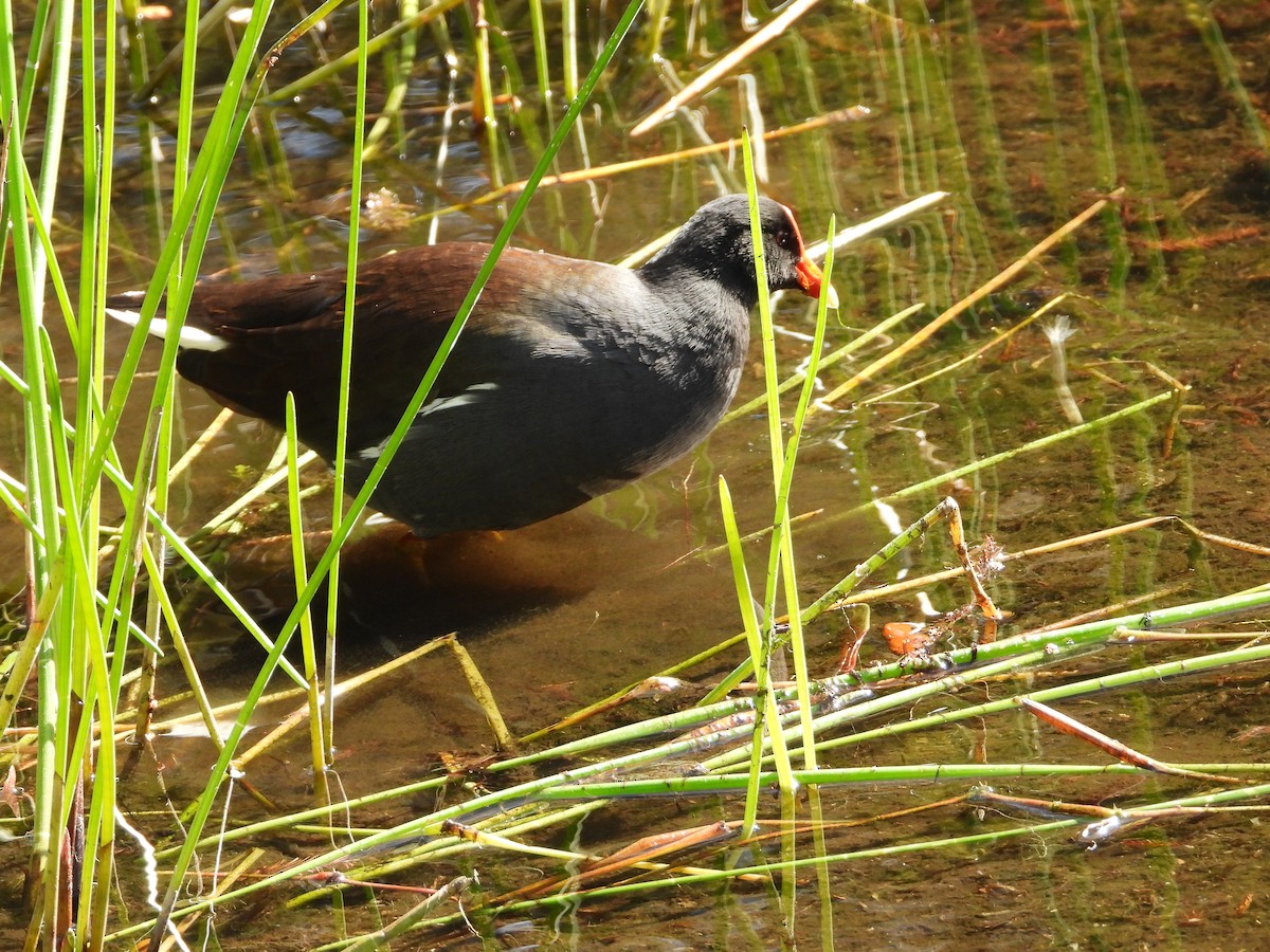 Common Gallinule - ML614523412