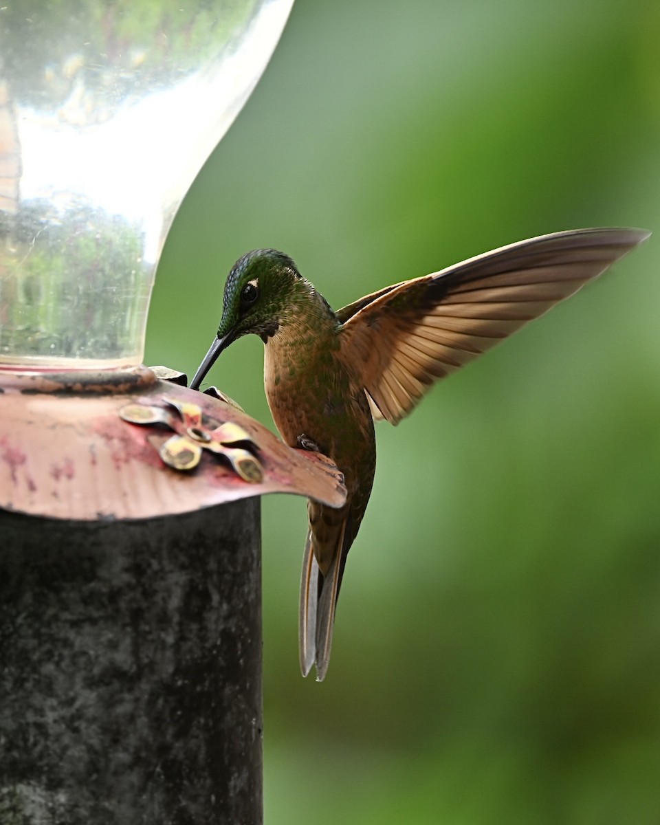 Fawn-breasted Brilliant - ML614523495