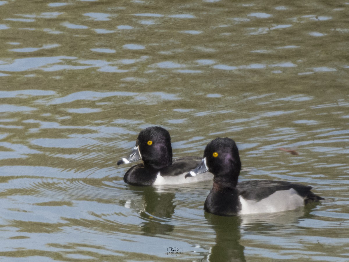 Ring-necked Duck - José Manuel Caballero Fernández