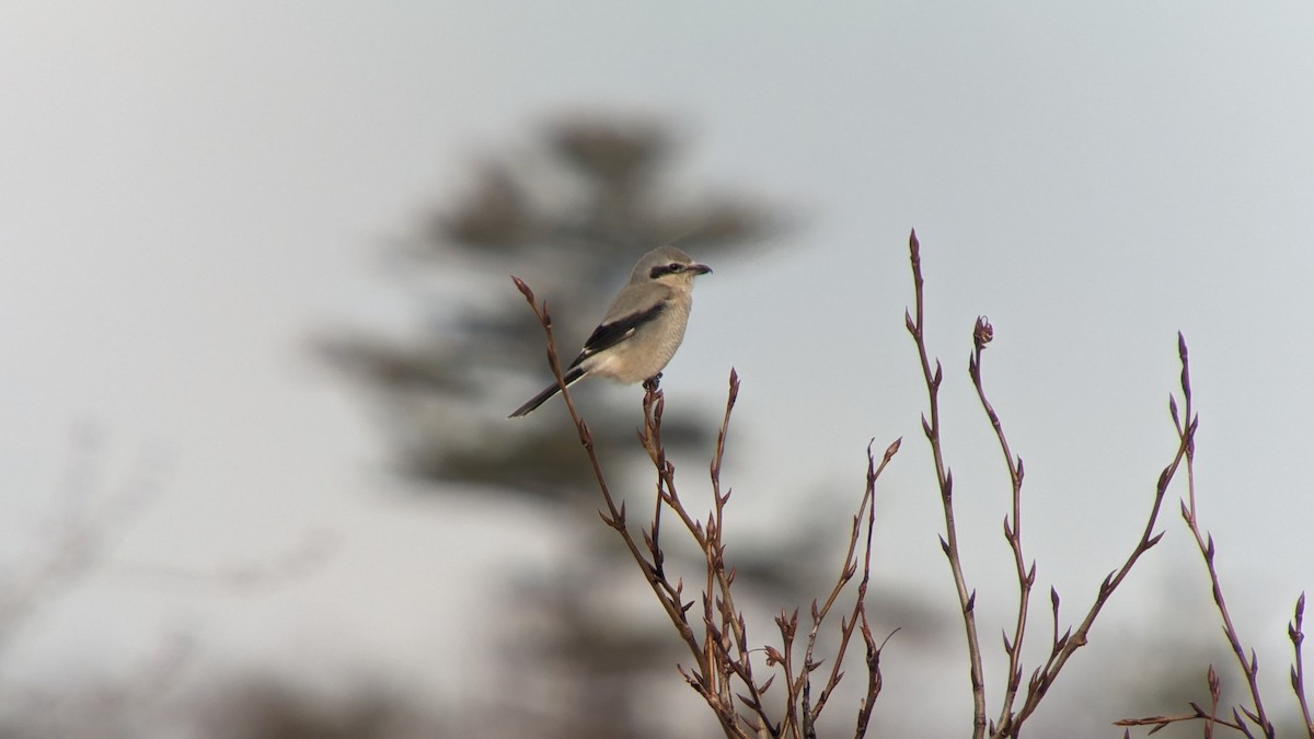 Northern Shrike - ML614523686