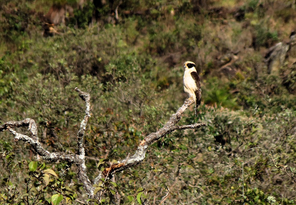 Laughing Falcon - ML61452371