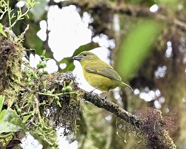 Thick-billed Euphonia (Thick-billed) - ML614523715