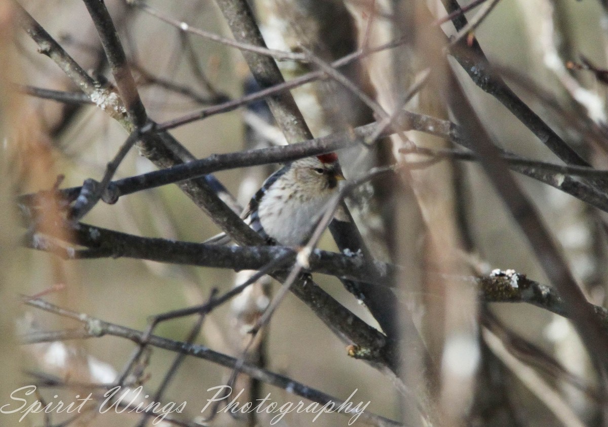 Hoary Redpoll (exilipes) - ML614523744