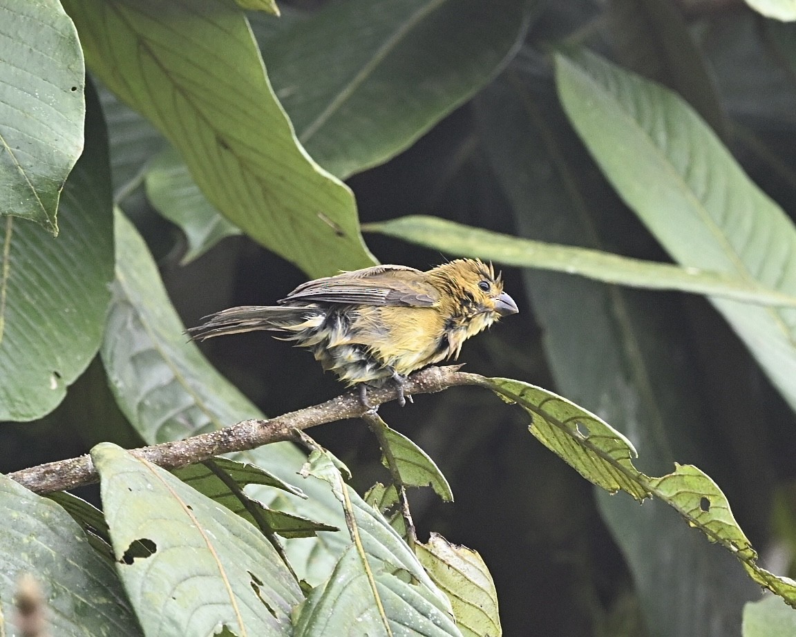 Variable Seedeater (Variable) - ML614523755