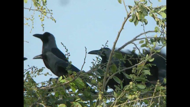 House Crow - ML614523788