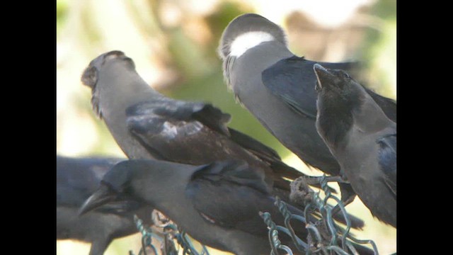 House Crow - ML614523789