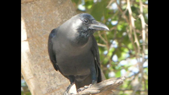 House Crow - ML614523791