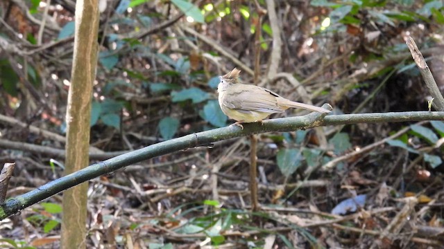 Puff-throated Bulbul - ML614523822