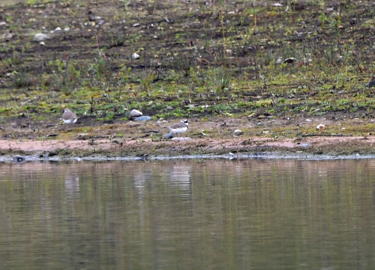 Little Ringed Plover - ML614523844