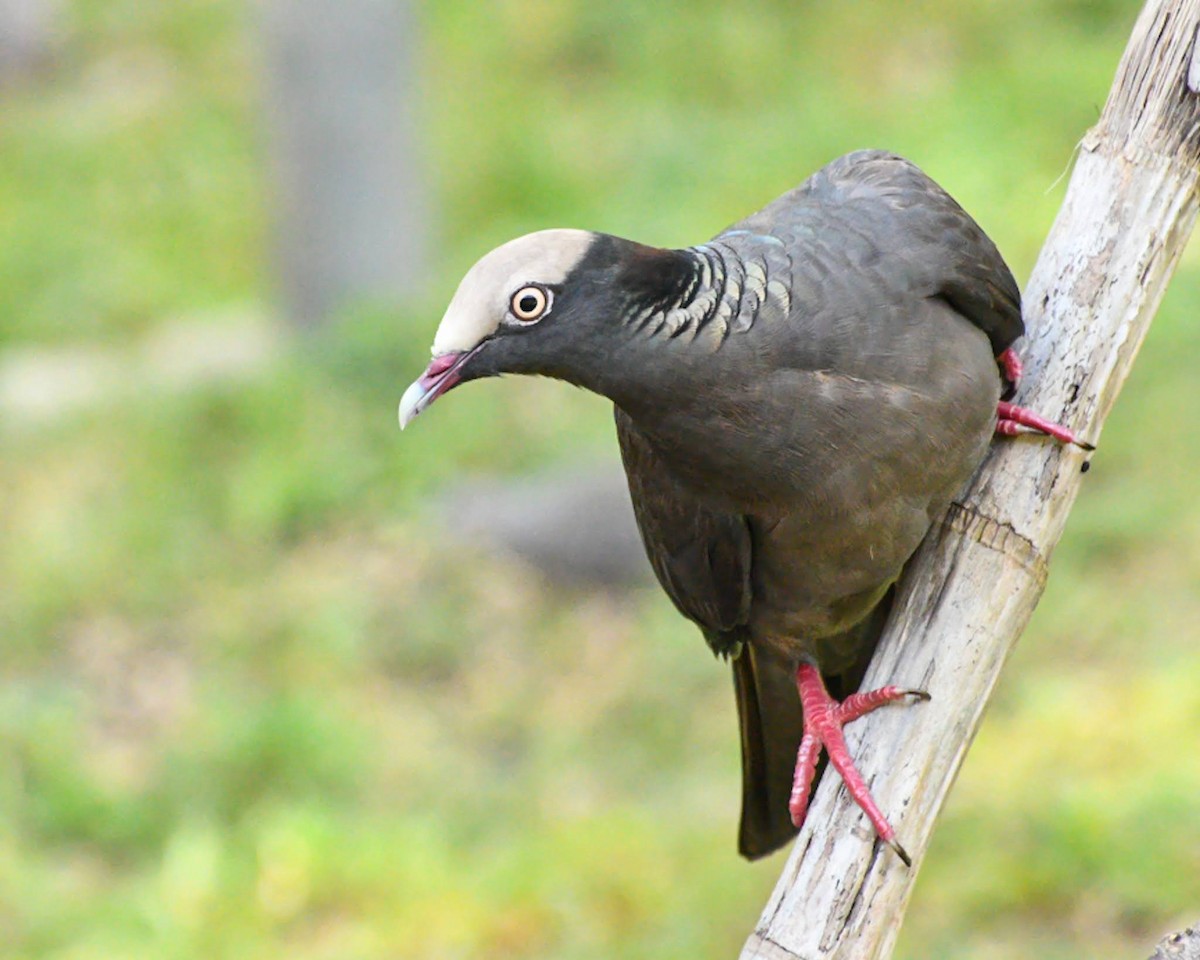 White-crowned Pigeon - ML614523852