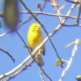 Prairie Warbler - ML614523856