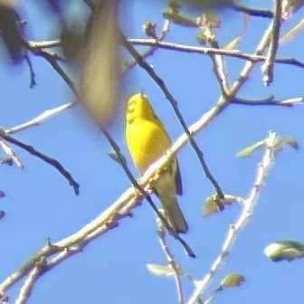 Prairie Warbler - ML614523857