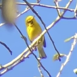 Prairie Warbler - ML614523858