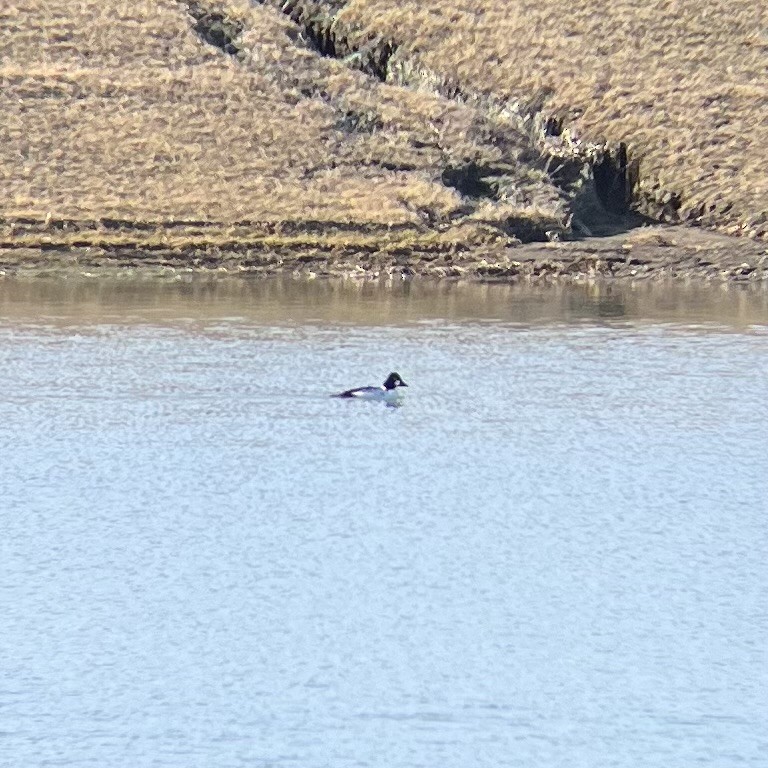 Common Goldeneye - ML614523907