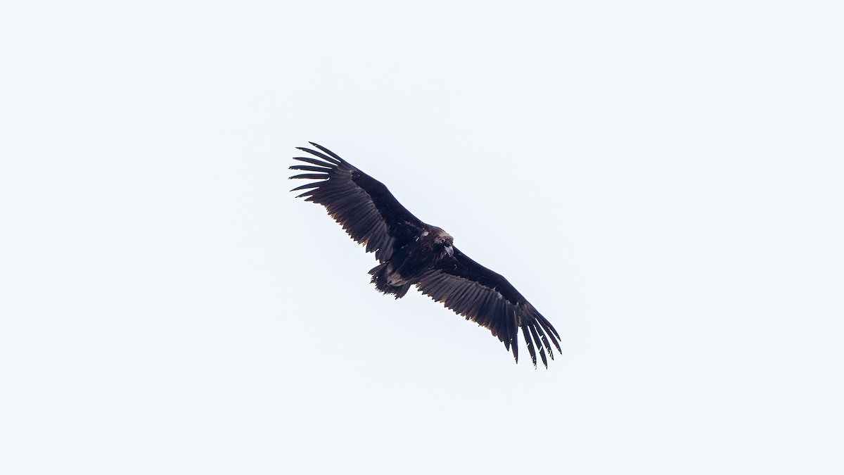 Cinereous Vulture - ML614523917