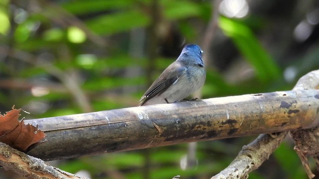 Black-naped Monarch - ML614524034