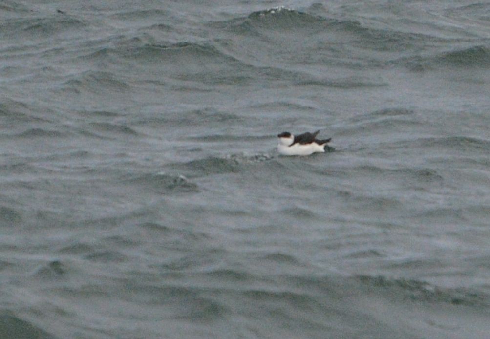 Razorbill - ML614524069