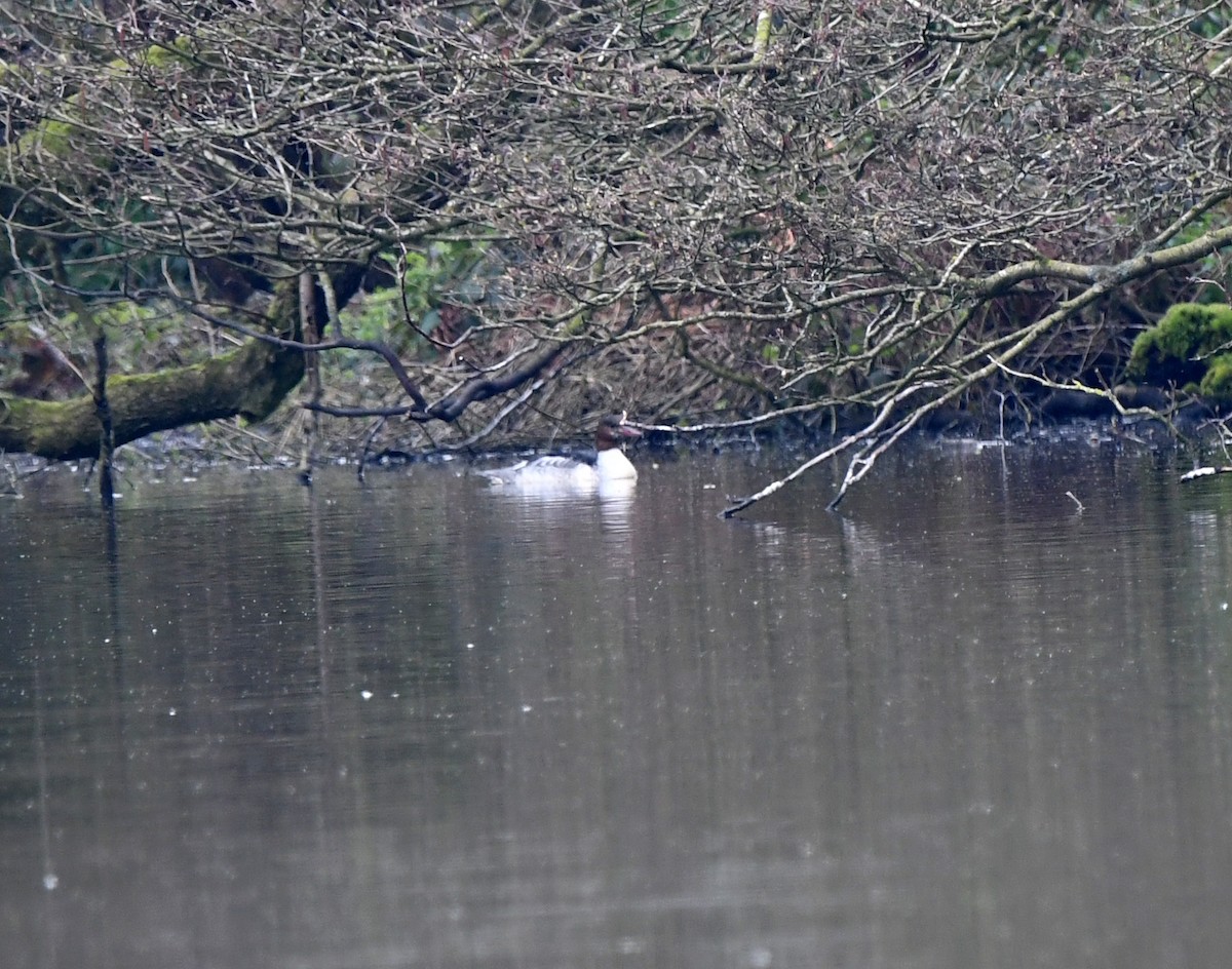 Common Merganser (Eurasian) - ML614524073